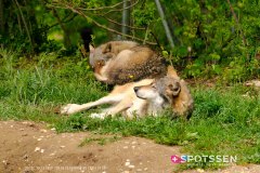 garenne_zoo_170514_-4