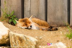 garenne_zoo_170514_-43