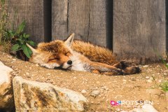 garenne_zoo_170514_-44
