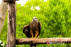 garenne_zoo_170514_-52