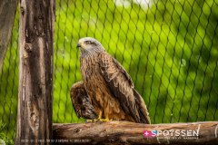 garenne_zoo_170514_-53