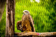 garenne_zoo_170514_-54