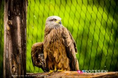 garenne_zoo_170514_-55