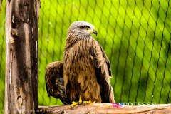 garenne_zoo_170514_-56