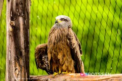 garenne_zoo_170514_-57