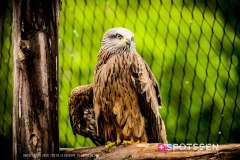 garenne_zoo_170514_-58