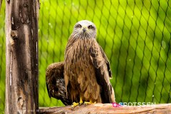 garenne_zoo_170514_-59