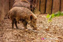 garenne_zoo_170514_-6