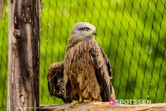 garenne_zoo_170514_-60