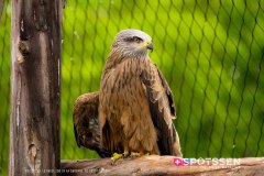 garenne_zoo_170514_-61
