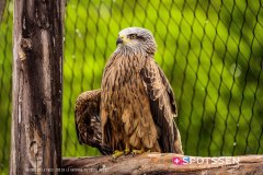 garenne_zoo_170514_-62