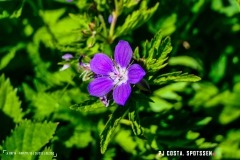 breya_valarpette_170611_-(74)