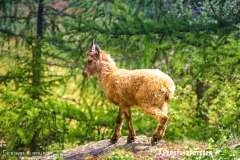 lacsalanfe_170603_-(112)