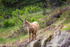 lacsalanfe_170603_-(43)
