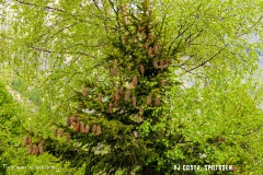 lacsalanfe_170603_-(66)