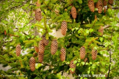 lacsalanfe_170603_-(67)
