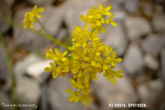 lacsalanfe_170603_-(72)