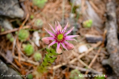lacsalanfe_170603_-(9)