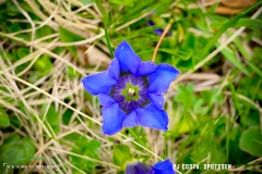 lacsalanfe_170603_-(97)