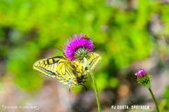lactseuzier_170617_-(110)