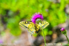 lactseuzier_170617_-(111)