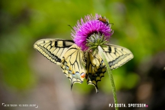 lactseuzier_170617_-(112)