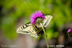 lactseuzier_170617_-(114)