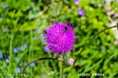 lactseuzier_170617_-(116)