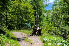 lactseuzier_170617_-(119)