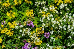 lactseuzier_170617_-(121)