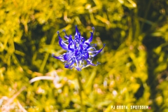 lactseuzier_170617_-(126)