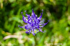 lactseuzier_170617_-(127)