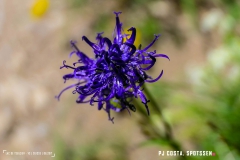 lactseuzier_170617_-(129)
