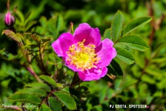 lactseuzier_170617_-(131)