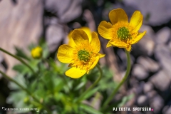 lactseuzier_170617_-(17)