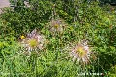 lactseuzier_170617_-(18)