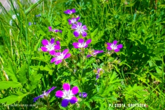 lactseuzier_170617_-(19)