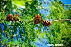 lactseuzier_170617_-(45)