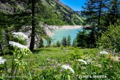 lactseuzier_170617_-(46)