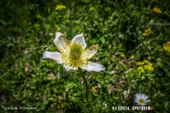 lactseuzier_170617_-(57)