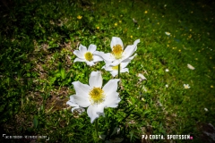 lactseuzier_170617_-(62)