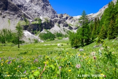 lactseuzier_170617_-(70)