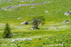 lactseuzier_170617_-(88)