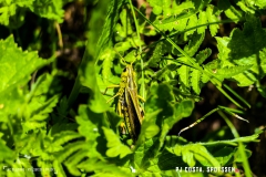 laclouvie_170708_-(25)