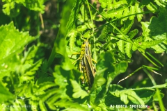 laclouvie_170708_-(26)