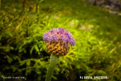 laclouvie_170708_-(34)