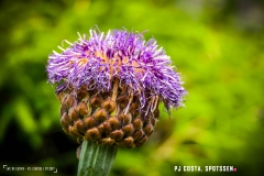 laclouvie_170708_-(35)