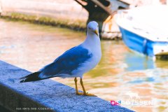 venise_170718__-190