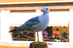 venise_170718__-199