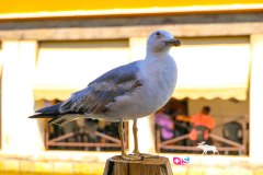 venise_170718__-200